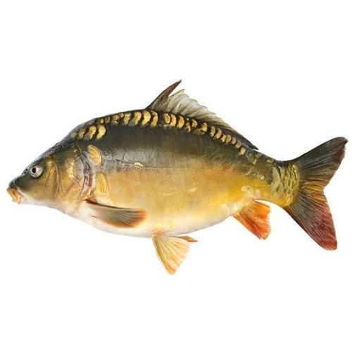 Karp świeży picture