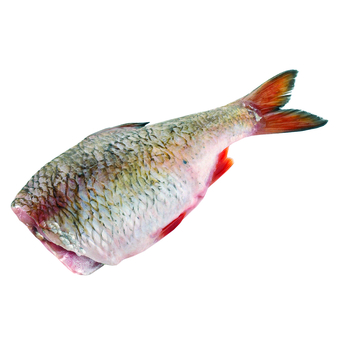 Płoć tusza picture