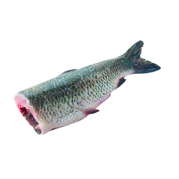 Amur tusza picture