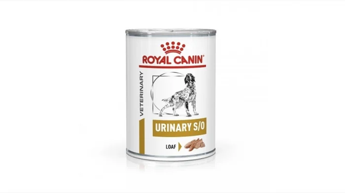 Urinary dog picture