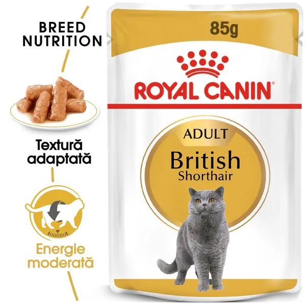 Hrana umeda pisici, british shorthair adult picture