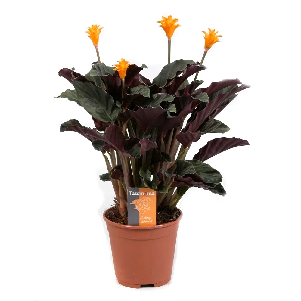 Calathea crocata 45 cm picture